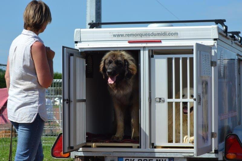 Remorque spéciale pour 4 grands chiens